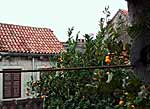 <korcula apartments>
